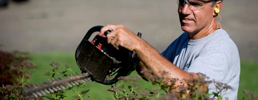 bush pruning