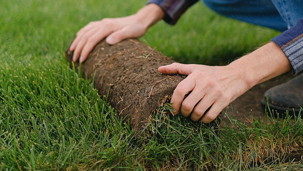 Seed/Sod Care & Instructions