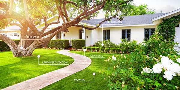 Summer Lawn Care